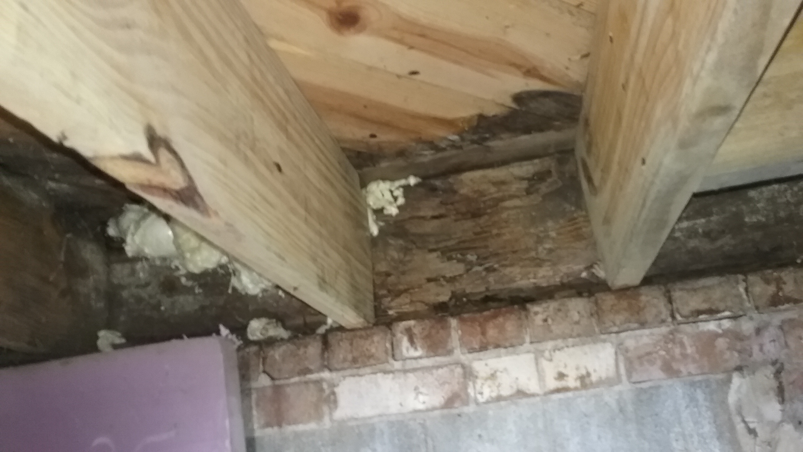 rotting-wood